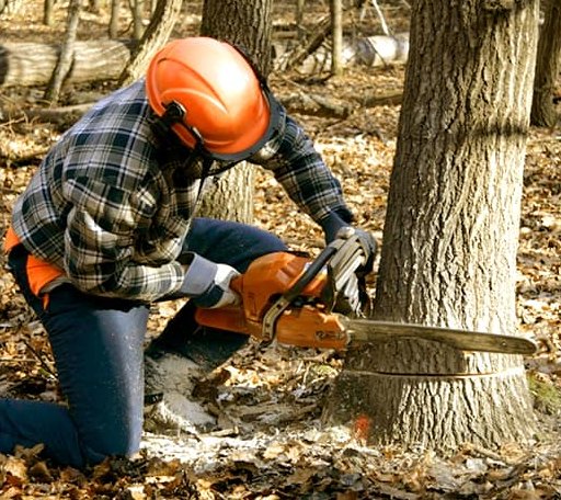 Tree Removal in Harshaw, WI